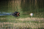 Gordon Setter retrieves dummy