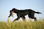 Gordon Setter retrieves duck