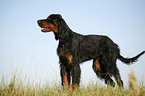 Gordon Setter