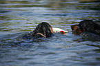 retrieving Gordon Setter