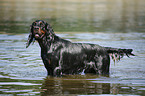 Gordon Setter