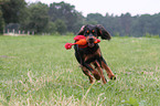 playing Gordon Setter