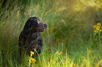 Gordon Setter