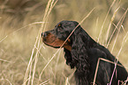 Gordon Setter Portrait