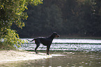 Gordon Setter