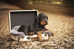 Gordon Setter puppy