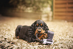 Gordon Setter puppy