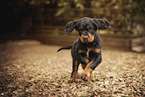 Gordon Setter puppy