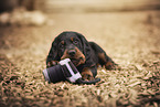 Gordon Setter puppy