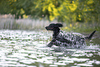 Gordon Setter