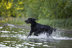 Gordon Setter