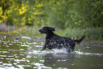 Gordon Setter