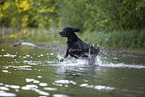 Gordon Setter