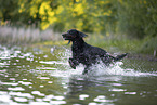 Gordon Setter