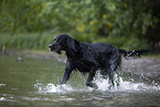 Gordon Setter