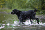 Gordon Setter