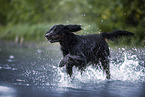 Gordon Setter