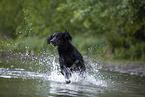 Gordon Setter