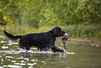 Gordon Setter retrieves duck