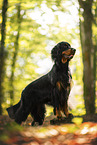 Gordon Setter