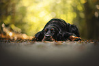 Gordon Setter