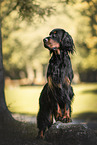 Gordon Setter