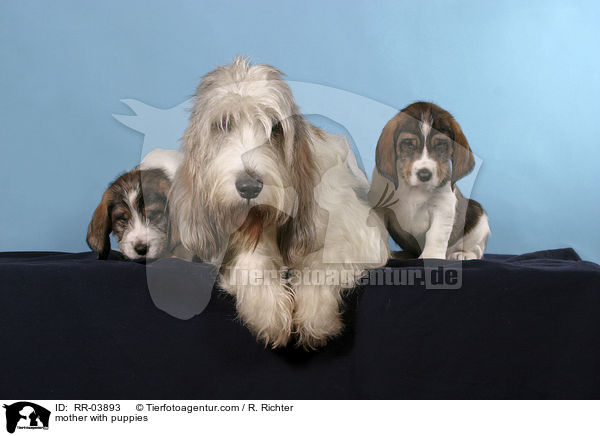 Hundemutter mit Welpen / mother with puppies / RR-03893