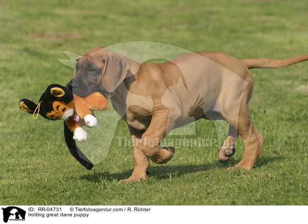 trabender Deutsche Dogge Welpe / trotting great dane puppy / RR-04731