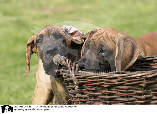 knabbernde Deutsche Doggen Welpen / gnawing great dane puppies / RR-04738