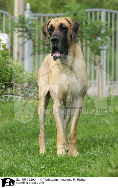 standing great dane / RR-06290