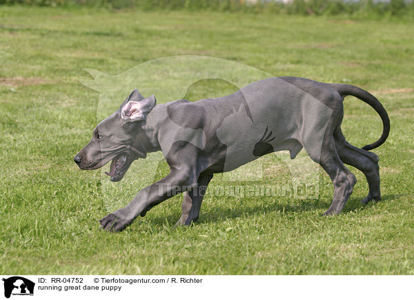 rennender Deutsche Dogge Welpe / running great dane puppy / RR-04752