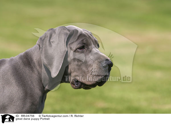 Deutsche Dogge Welpe / great dane puppy Portrait / RR-04756