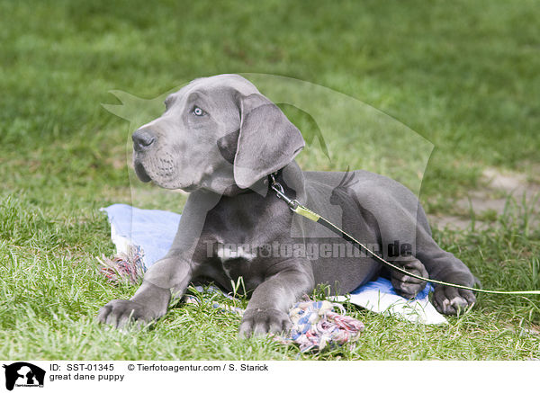 Deutsche Dogge Welpe / great dane puppy / SST-01345