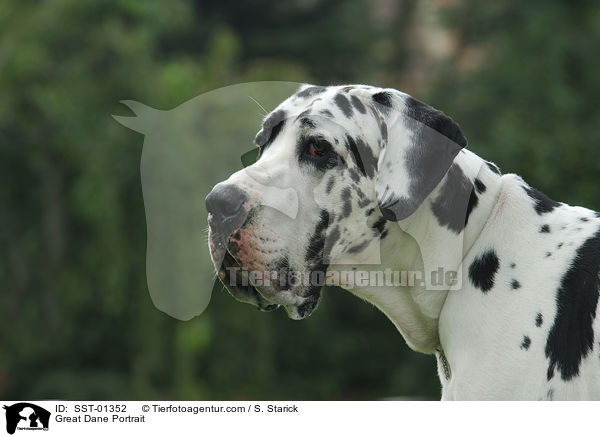 Deutsche Dogge Portrait / Great Dane Portrait / SST-01352