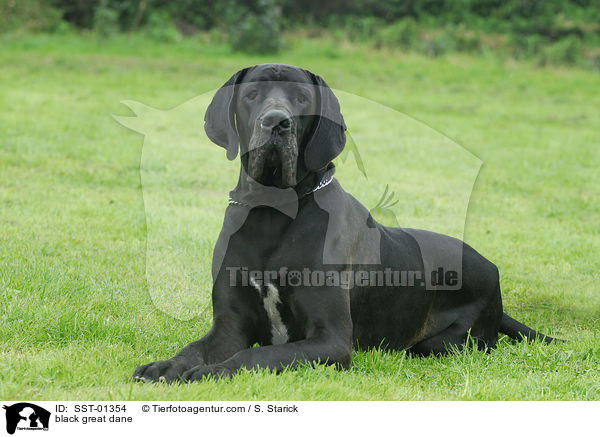 schwarze Dogge / black great dane / SST-01354