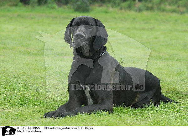 schwarze Dogge / black great dane / SST-01355