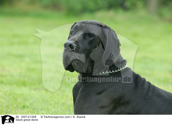 schwarze Dogge / black great dane / SST-01356