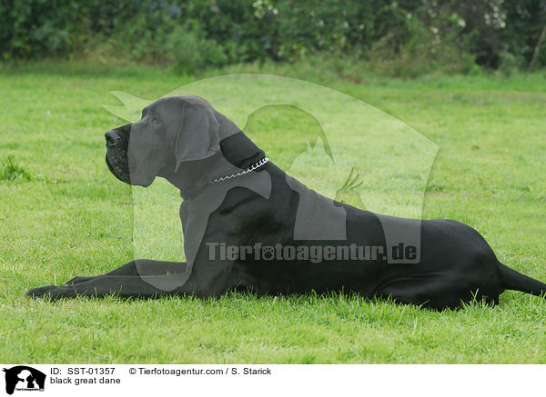 schwarze Dogge / black great dane / SST-01357