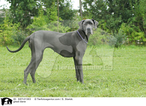 Deutsche Dogge / great dane / SST-01363