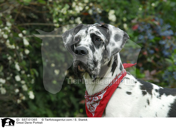 Deutsche Dogge Portrait / Great Dane Portrait / SST-01365