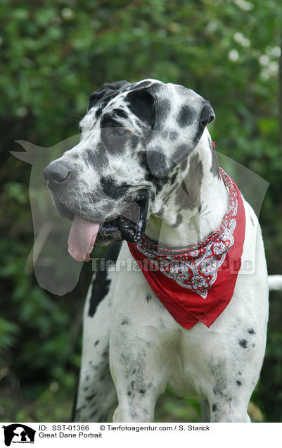 Deutsche Dogge Portrait / Great Dane Portrait / SST-01366