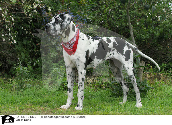 Deutsche Dogge / Great Dane / SST-01372