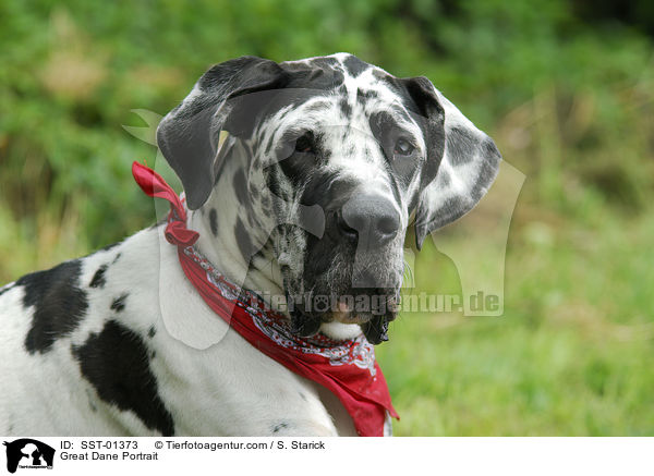 Deutsche Dogge Portrait / Great Dane Portrait / SST-01373