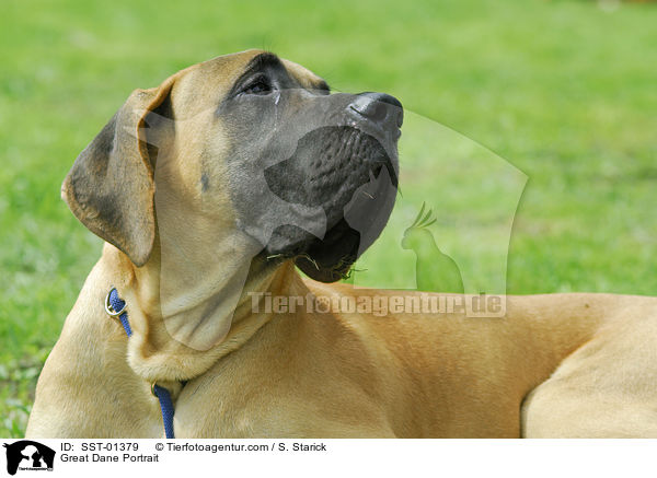 Deutsche Dogge Portrait / Great Dane Portrait / SST-01379