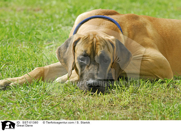 Deutsche Dogge / Great Dane / SST-01380
