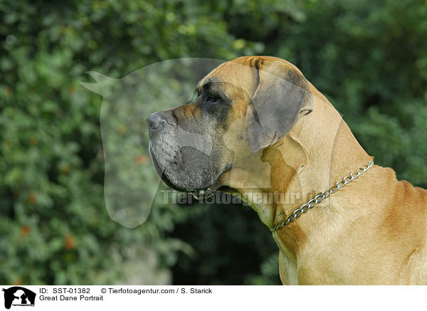 Deutsche Dogge Portrait / Great Dane Portrait / SST-01382