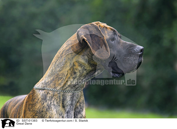 Deutsche Dogge / Great Dane / SST-01383