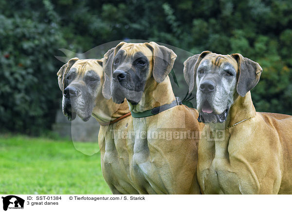 3 deutsche Doggen / 3 great danes / SST-01384