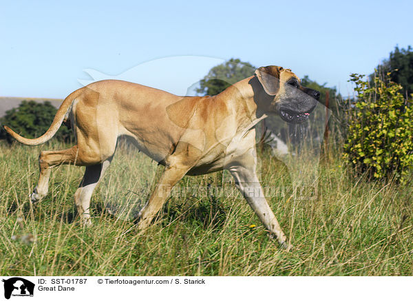 Deutsche Dogge / Great Dane / SST-01787