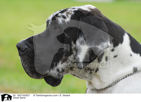 Deutsche Dogge / Great Dane / SST-02827